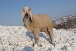La Corte di Boceto Carpaneto di Tizzano Val Parma biologico