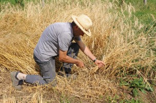 Biologico  La Corte di Boceto Carpaneto di Tizzano Val Parma