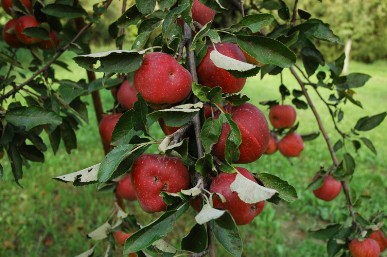 Delicio rosso