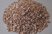 Farina integrale di Farro Dicocco 1 Kg