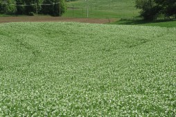 Ceci La Corte di Boceto Carpaneto di Tizzano Val Parma biologico