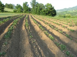 La Corte di Boceto Carpaneto di Tizzano Val Parma biologico