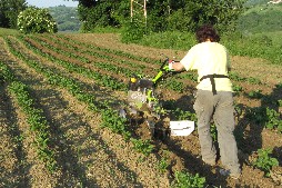 La Corte di Boceto Carpaneto di Tizzano Val Parma biologico