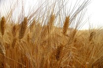 Farina di grano tenero  varietà Bolero