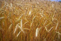 Farina di grano tenero per pane e pizza "Mix"