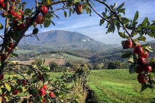 Biologico  La Corte di Boceto Carpaneto di Tizzano Val Parma