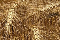 Farina di grano tenero  varietà Terminillo 1 Kg