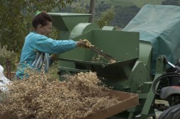 Trebbiatura Ceci La Corte di Boceto Carpaneto di Tizzano Val Parma biologico