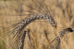 Tipologie di cereali La Corte di Boceto Carpaneto di Tizzano Val Parma biologico