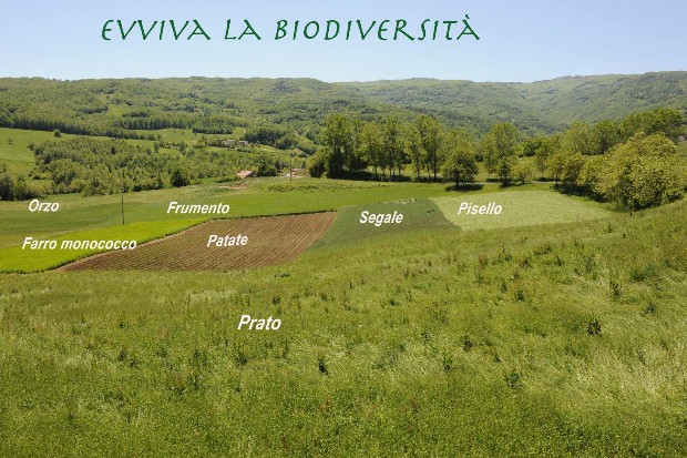 Biodiversità Biologico La Corte di Boceto Carpaneto di Tizzano Val Parma